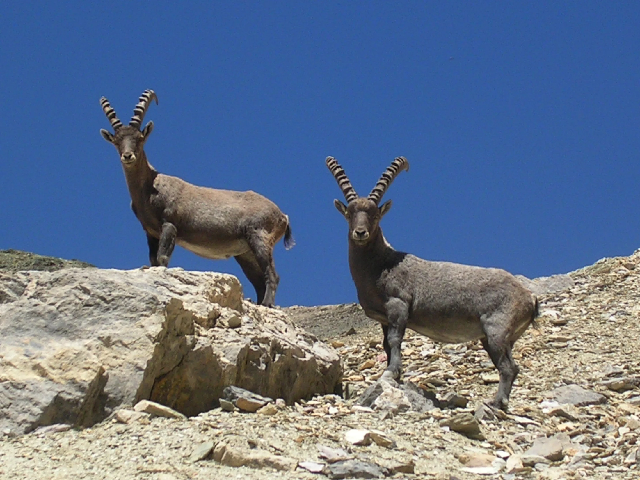 Le Grand Galibier
